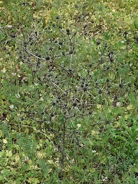 Eryngium creticum \ Kretische Mannstreu / Cretan Eryngo, Zypern/Cyprus Kato Archimandrita 1.4.2025