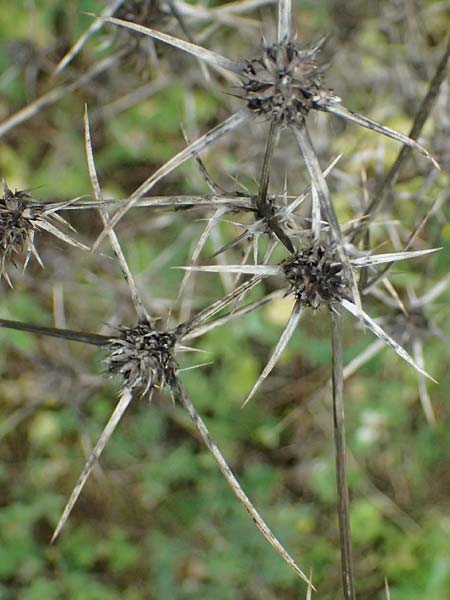 Eryngium creticum \ Kretische Mannstreu / Cretan Eryngo, Zypern/Cyprus Kato Archimandrita 1.4.2025
