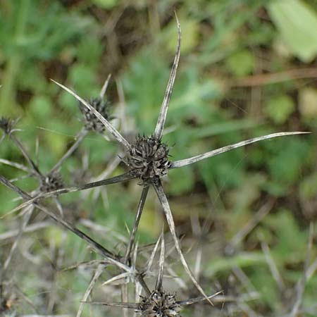 Eryngium creticum \ Kretische Mannstreu / Cretan Eryngo, Zypern/Cyprus Kato Archimandrita 1.4.2025