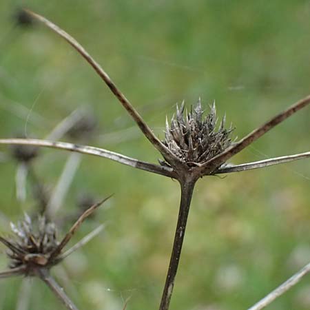 Eryngium creticum \ Kretische Mannstreu / Cretan Eryngo, Zypern/Cyprus Kato Archimandrita 1.4.2025