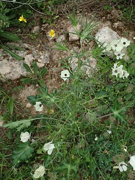 Eryngium glomeratum \ Kugelige Mannstreu / Ball Eryngo, Zypern/Cyprus Kato Archimandrita 1.4.2025