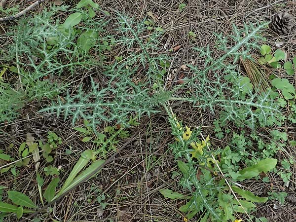 Eryngium creticum \ Kretische Mannstreu / Cretan Eryngo, Zypern/Cyprus Kato Archimandrita 1.4.2025