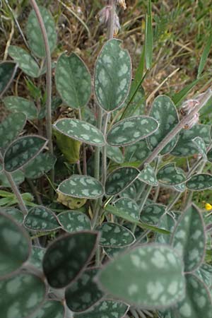 Onobrychis venosa \ Geaderte Esparsette, Zypern Tochni 21.3.2025