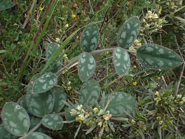 Onobrychis venosa \ Geaderte Esparsette, Zypern Tochni 21.3.2025