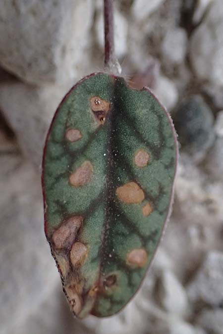 Onobrychis venosa \ Geaderte Esparsette, Zypern Governor's Beach 25.3.2025