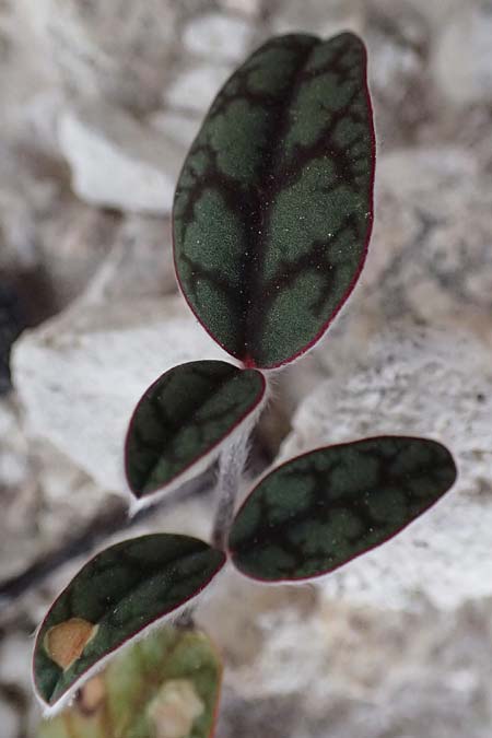 Onobrychis venosa \ Geaderte Esparsette, Zypern Governor's Beach 25.3.2025