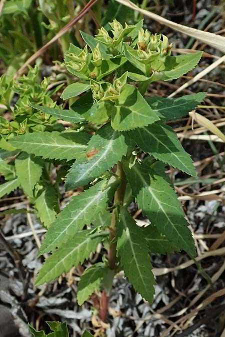 Euphorbia sintenisii \ Sintenis-Wolfsmilch / Sintenis Spurge, Zypern/Cyprus Prov.  Paphos,  Episkopi 31.3.2025