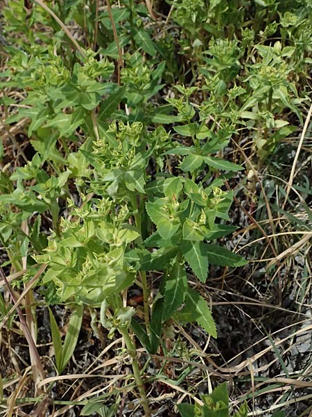 Euphorbia sintenisii \ Sintenis-Wolfsmilch / Sintenis Spurge, Zypern/Cyprus Prov.  Paphos,  Episkopi 31.3.2025