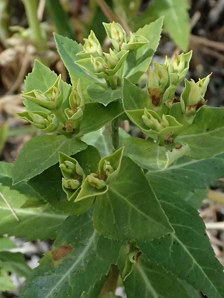 Euphorbia sintenisii \ Sintenis-Wolfsmilch / Sintenis Spurge, Zypern/Cyprus Prov.  Paphos,  Episkopi 31.3.2025