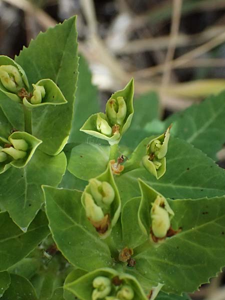 Euphorbia sintenisii \ Sintenis-Wolfsmilch / Sintenis Spurge, Zypern/Cyprus Prov.  Paphos,  Episkopi 31.3.2025