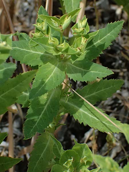 Euphorbia sintenisii \ Sintenis-Wolfsmilch / Sintenis Spurge, Zypern/Cyprus Prov.  Paphos,  Episkopi 31.3.2025