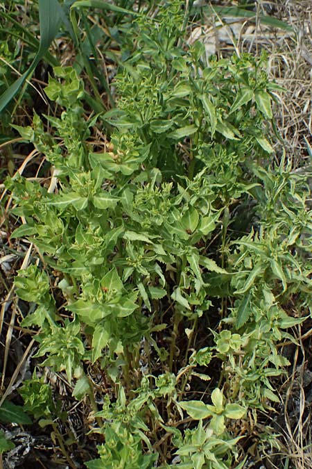 Euphorbia sintenisii \ Sintenis-Wolfsmilch / Sintenis Spurge, Zypern/Cyprus Prov.  Paphos,  Episkopi 31.3.2025