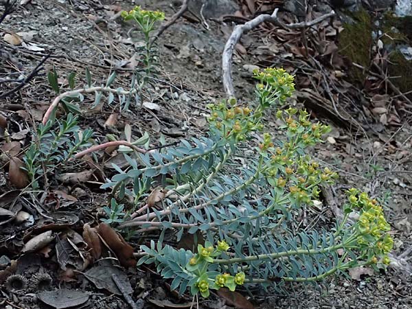Euphorbia veneris \ Aphrodite-Wolfsmilch / Aphrodite's Spurge, Zypern/Cyprus Platres 28.3.2025