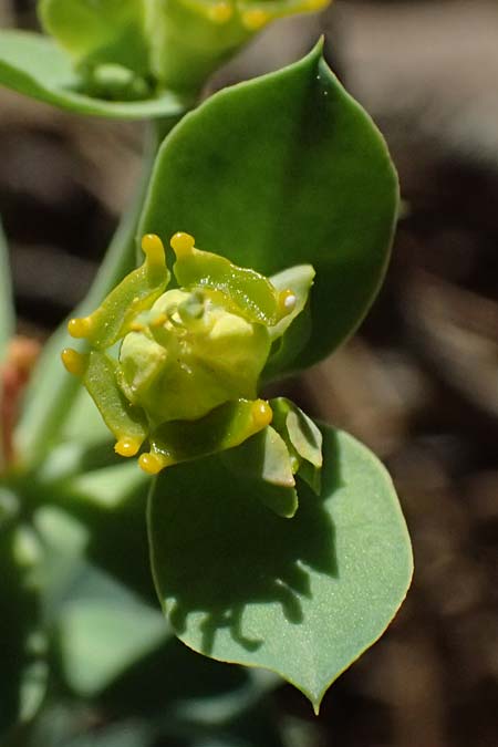 Euphorbia veneris \ Aphrodite-Wolfsmilch / Aphrodite's Spurge, Zypern/Cyprus Platres 28.3.2025