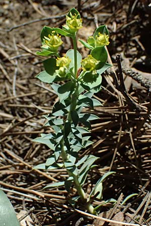 Euphorbia veneris \ Aphrodite-Wolfsmilch / Aphrodite's Spurge, Zypern/Cyprus Platres 28.3.2025