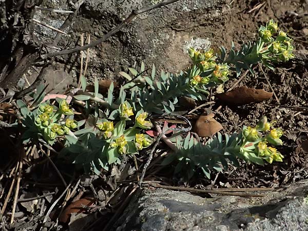 Euphorbia veneris \ Aphrodite-Wolfsmilch / Aphrodite's Spurge, Zypern/Cyprus Platres 28.3.2025