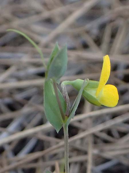 Lathyrus aphaca \ Ranken-Platterbse / Yellow Vetchling, Zypern/Cyprus Lagoudera 26.3.2025