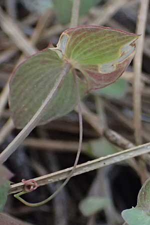 Lathyrus aphaca \ Ranken-Platterbse / Yellow Vetchling, Zypern/Cyprus Lagoudera 26.3.2025