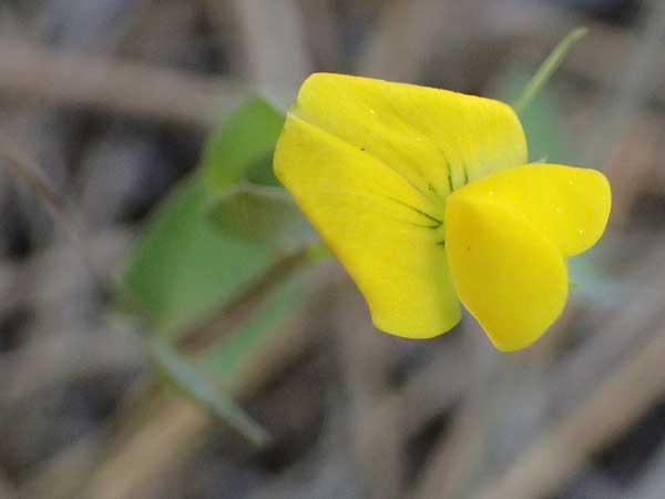 Lathyrus aphaca \ Ranken-Platterbse / Yellow Vetchling, Zypern/Cyprus Lagoudera 26.3.2025