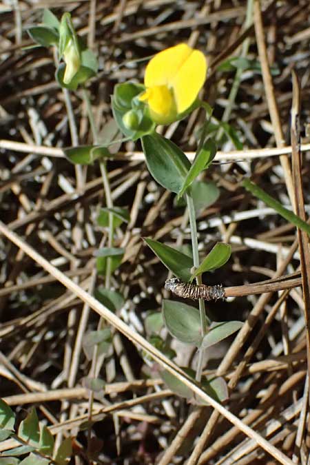 Lathyrus aphaca \ Ranken-Platterbse / Yellow Vetchling, Zypern/Cyprus Lagoudera 26.3.2025