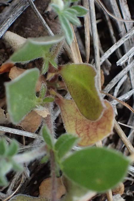 Hymenocarpos circinnatus \ Pfennig-Klee / Disk Trefoil, Zypern/Cyprus Lagoudera 26.3.2025