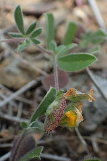 Hymenocarpos circinnatus \ Pfennig-Klee / Disk Trefoil, Zypern/Cyprus Lagoudera 26.3.2025