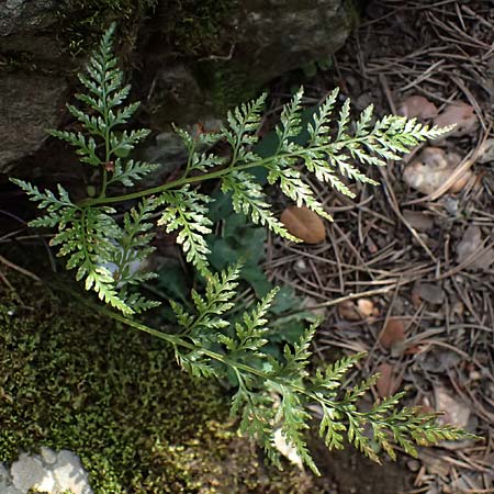 Asplenium adiantum-nigrum \ Schwarzer Streifenfarn / Black Spleenwort, Zypern/Cyprus Platres 28.3.2025 Asplenium adiantum-nigrum \ Schwarzer Streifenfarn / Black Spleenwort, Zypern/Cyprus Platres 28.3.2025
