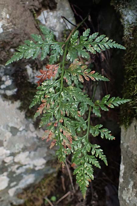 Asplenium adiantum-nigrum \ Schwarzer Streifenfarn / Black Spleenwort, Zypern/Cyprus Platres 28.3.2025 Asplenium adiantum-nigrum \ Schwarzer Streifenfarn / Black Spleenwort, Zypern/Cyprus Platres 28.3.2025