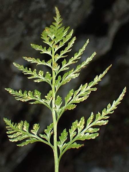 Asplenium adiantum-nigrum \ Schwarzer Streifenfarn / Black Spleenwort, Zypern/Cyprus Platres 28.3.2025 Asplenium adiantum-nigrum \ Schwarzer Streifenfarn / Black Spleenwort, Zypern/Cyprus Platres 28.3.2025