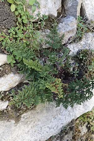 Cheilanthes acrostica \ Mauer-Lippenfarn / Scented Lip Fern, Zypern/Cyprus Anogyra 29.3.2025