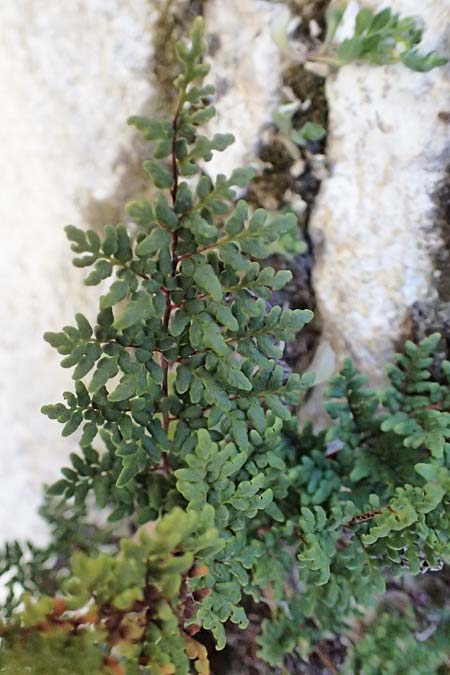 Cheilanthes acrostica \ Mauer-Lippenfarn / Scented Lip Fern, Zypern/Cyprus Anogyra 29.3.2025