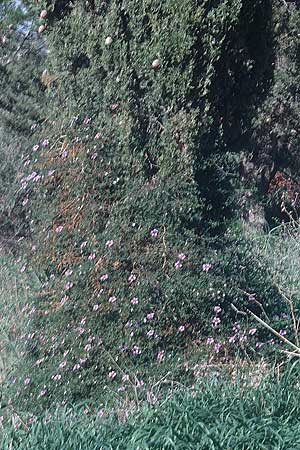 Fagonia cretica \ Kretische Fagonie / Fagonia, Zypern/Cyprus Paphos 4.1.1997