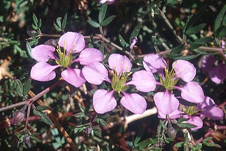 Fagonia cretica \ Kretische Fagonie / Fagonia, Zypern/Cyprus Paphos 4.1.1997