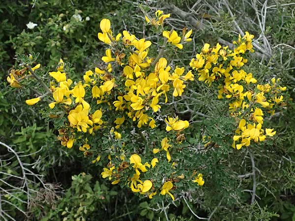 Calicotome villosa \ Behaarter Dorn-Ginster, Zypern Akamas, Neo Chorio 20.3.2025