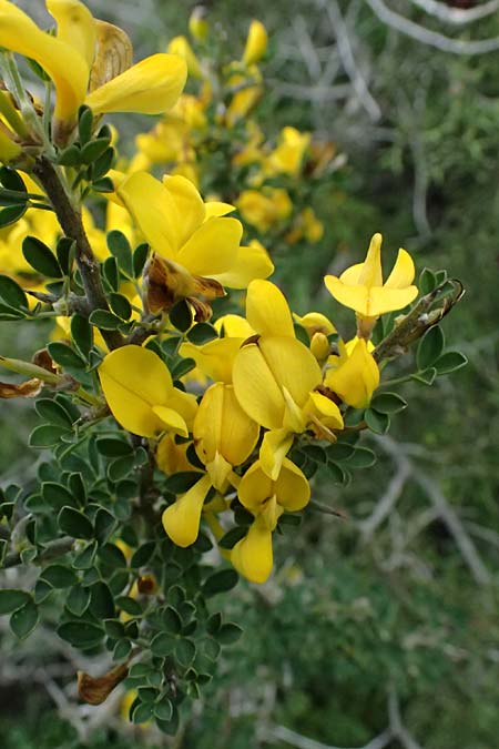 Calicotome villosa \ Behaarter Dorn-Ginster, Zypern Akamas, Neo Chorio 20.3.2025