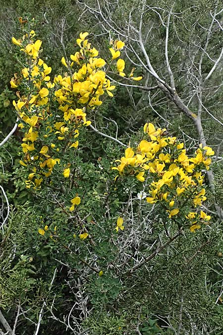 Calicotome villosa \ Behaarter Dorn-Ginster, Zypern Akamas, Neo Chorio 20.3.2025