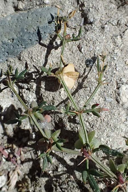 Fagonia cretica \ Kretische Fagonie / Fagonia, Zypern/Cyprus Kourion 29.3.2025