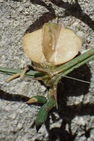 Fagonia cretica \ Kretische Fagonie / Fagonia, Zypern/Cyprus Kourion 29.3.2025