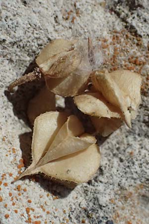 Fagonia cretica \ Kretische Fagonie / Fagonia, Zypern/Cyprus Kourion 29.3.2025