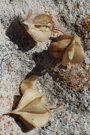 Fagonia cretica \ Kretische Fagonie / Fagonia, Zypern/Cyprus Kourion 29.3.2025