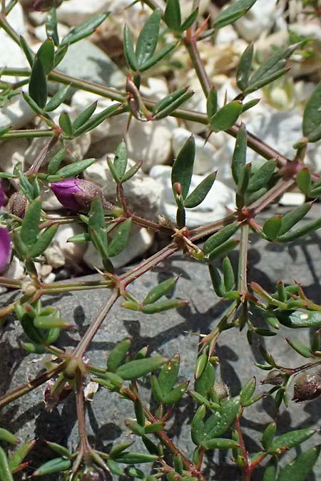 Fagonia cretica \ Kretische Fagonie / Fagonia, Zypern/Cyprus Petra tou Romiou 30.3.2025