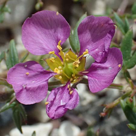 Fagonia cretica \ Kretische Fagonie / Fagonia, Zypern/Cyprus Petra tou Romiou 30.3.2025