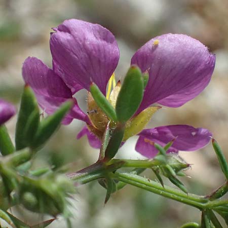 Fagonia cretica \ Kretische Fagonie / Fagonia, Zypern/Cyprus Petra tou Romiou 30.3.2025