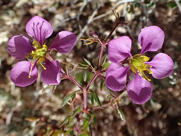 Fagonia cretica \ Kretische Fagonie / Fagonia, Zypern/Cyprus Petra tou Romiou 30.3.2025
