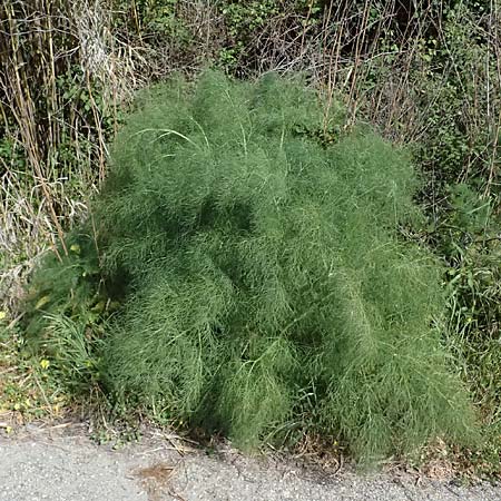 Ferula communis \ Riesen-Fenchel, Gemeines Rutenkraut / Giant Fennel, Zypern/Cyprus Prov. Paphos, Episkopi 31.3.2025