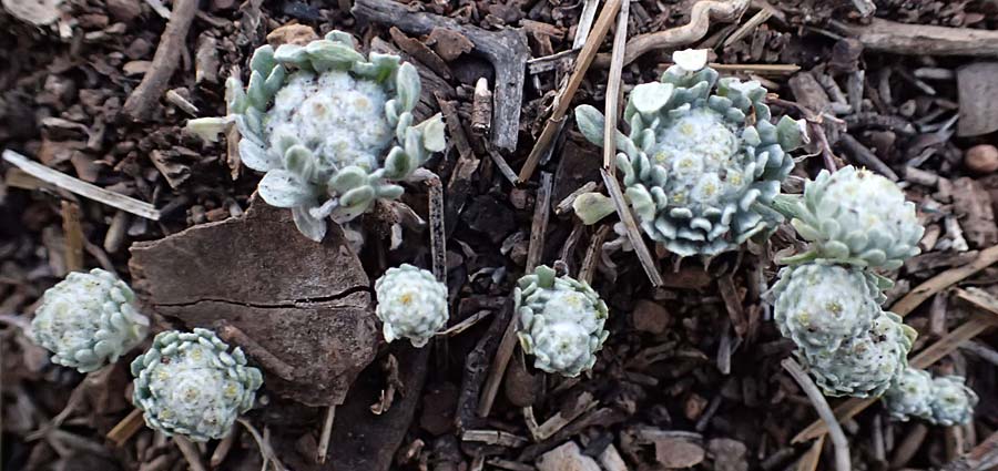 Filago eriosphaera \ Winziges Filzkraut, Zypern Pegeia 30.3.2025