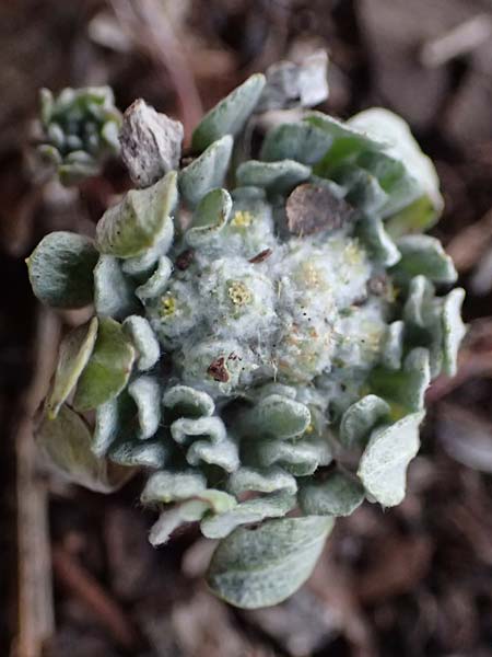 Filago eriosphaera \ Winziges Filzkraut, Zypern Pegeia 30.3.2025