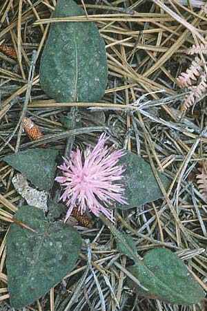 Centaurea aegialophila \ &Auml;g&auml;is-Flockenblume / Aegaean Knapweed, Zypern/Cyprus Troodos 29.6.1999