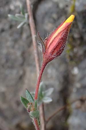 Fumana thymifolia \ Thymianbl&auml;ttriges Nadelr�schen / Thyme-Leaved Sun-Rose, Zypern/Cyprus Akamas, Neo Chorio 20.3.2025