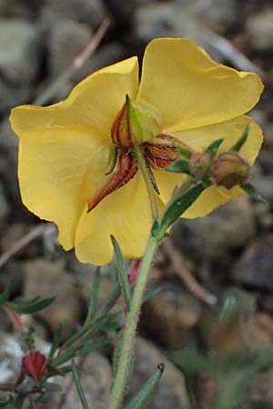 Fumana thymifolia \ Thymianbl&auml;ttriges Nadelr�schen / Thyme-Leaved Sun-Rose, Zypern/Cyprus Akamas, Neo Chorio 20.3.2025